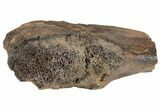 Fossil Dinosaur Bone - South Dakota #192689-2